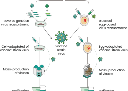 Insights into influenza vaccine types and manufacturing process